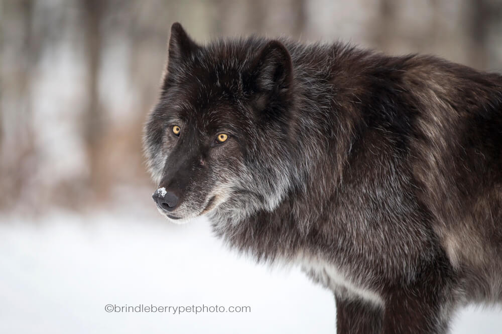 A visit to Yamnuska Wolfdog Sanctuary