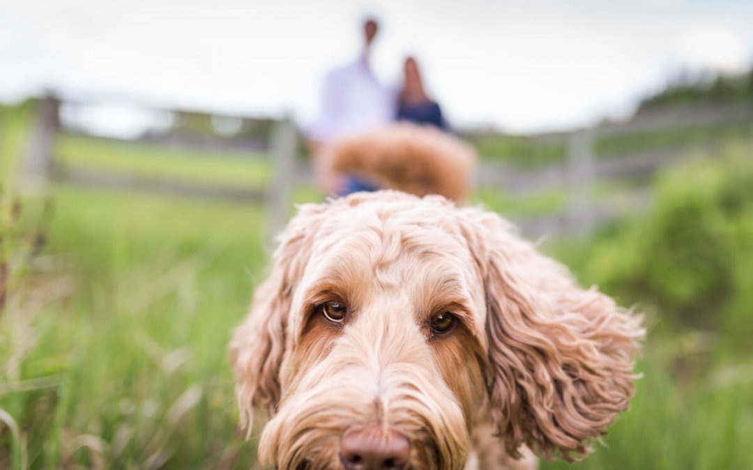 The Best Private Off-Leash Dog Parks Around Calgary