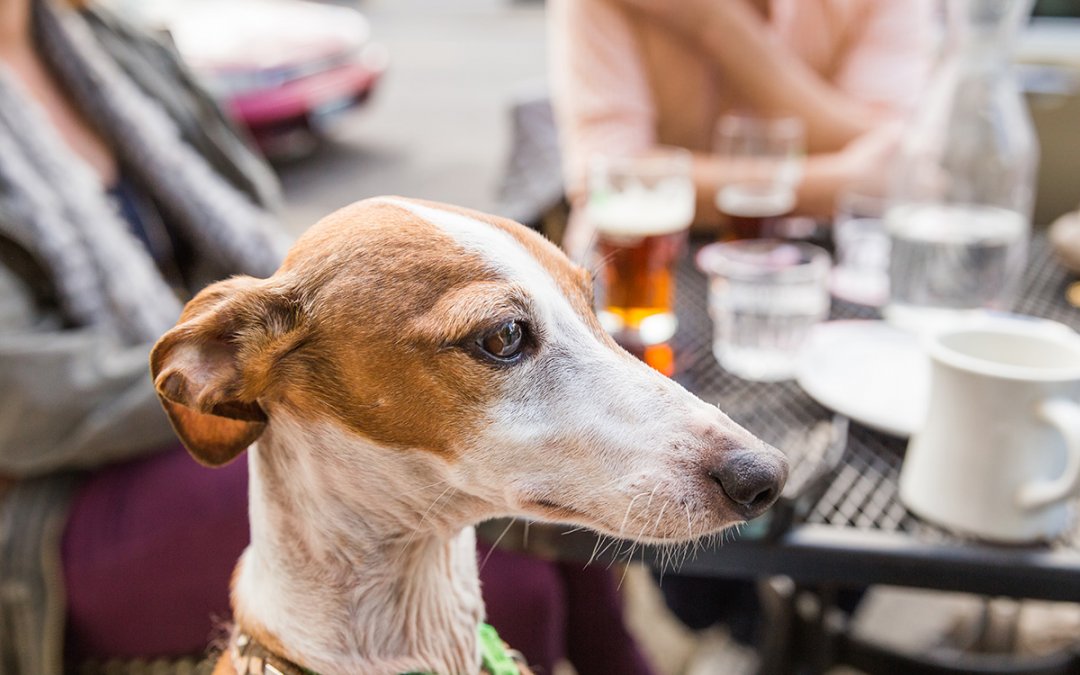 A Complete List of Dog Friendly Patios in Calgary
