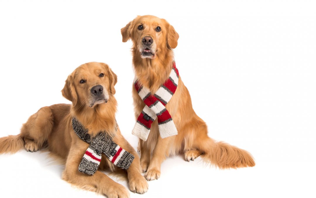 Holiday, Christmas and Santa Themed Pet Photo Events in Calgary 2022