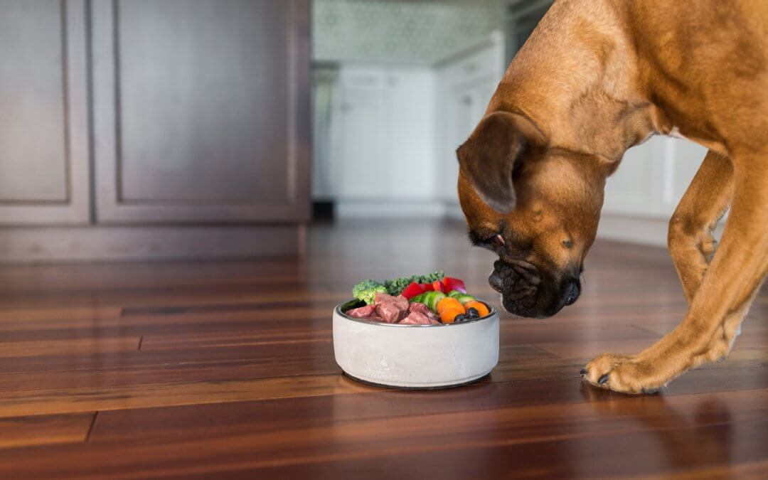 7 Ways to Improve GERD Symptoms in Dogs