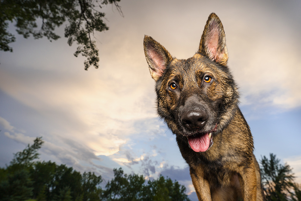 How a Contest, 3 Sled Dogs and 10 Wolfdogs Got Me Through a Pandemic