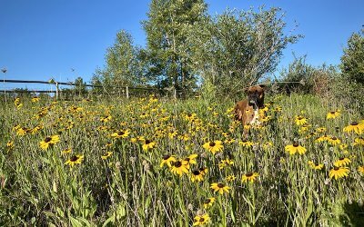 Sensory Garden – Part One – The Plan