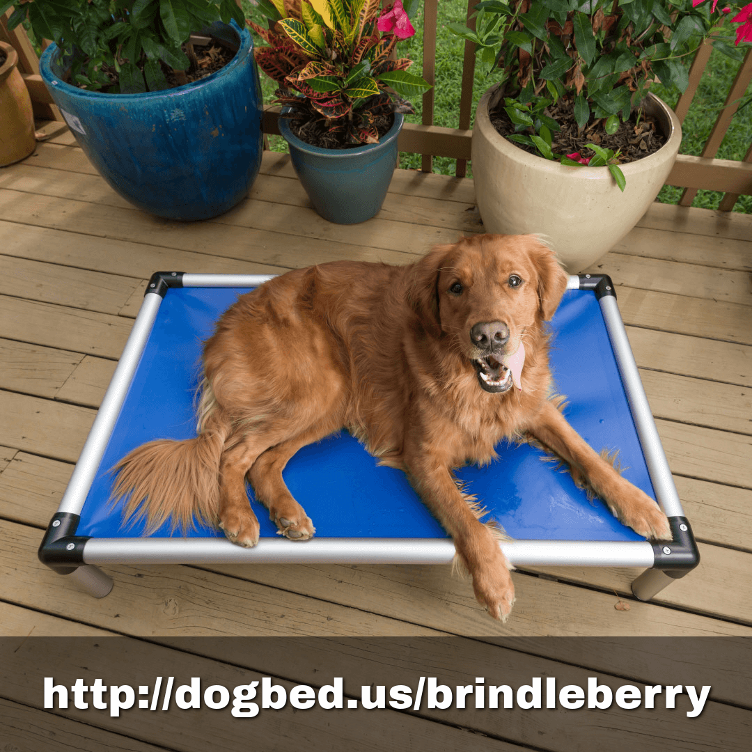 kuranda dog bed
