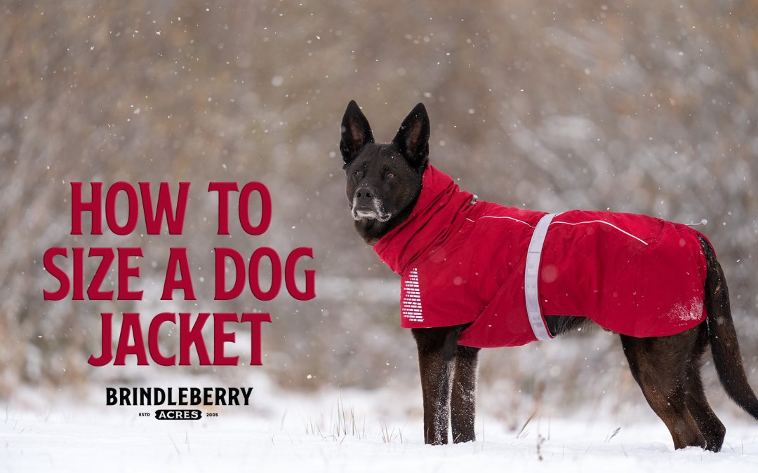 How to Size a Dog Jacket