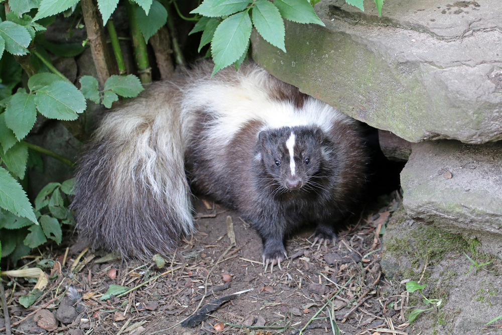 What to do if Your Dog gets Skunked