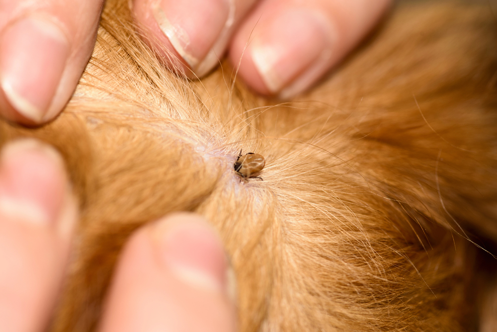 Keep the Bugs Away This Summer: My Favourite Natural Pest Deterrents for Dogs
